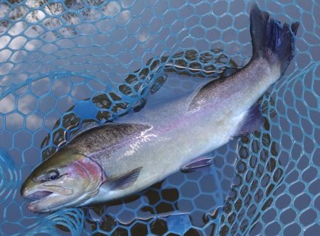 釣行タイミングが良ければ釣れる ～岡崎トラウトポンド～